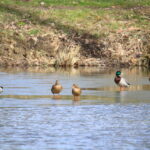 Ducks in a pond as ice covered lakes give way to spring in New Jersey