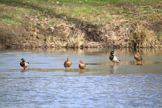Ducks in a pond as ice covered lakes give way to spring in new jersey
