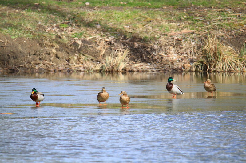 Ducks in a pond as ice covered lakes give way to spring in New Jersey