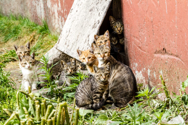 Howell officials say feral cat tnr program will continue amid contract review