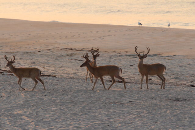 Fire island national seashore continues deer management operations after winter storm delays