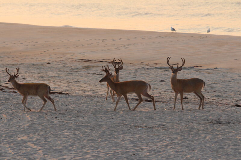 Fire island national seashore continues deer management operations after winter storm delays