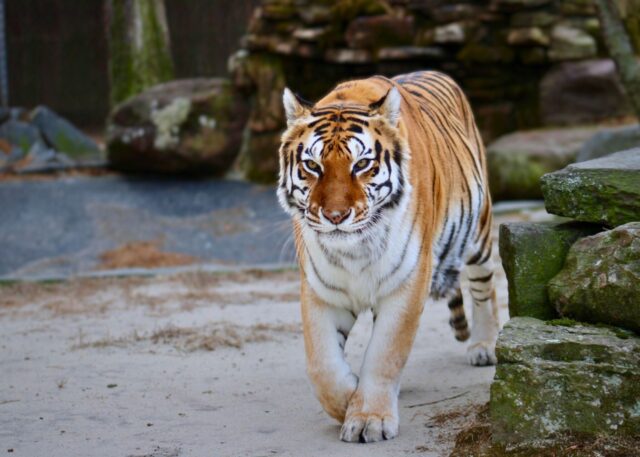 Beloved tiger jess dies weeks after popcorn park mourns loss of longtime bear