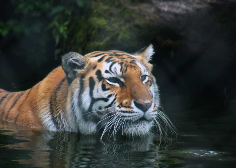 Beloved tiger jess dies weeks after popcorn park mourns loss of longtime bear