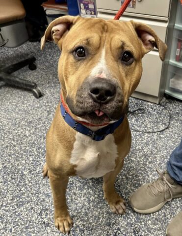 Shelter hopes loving home will step up for abandoned pup after heartbreaking surrender