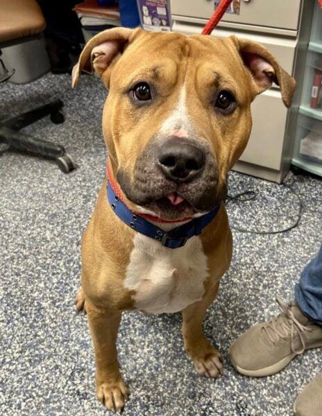 Shelter hopes loving home will step up for abandoned pup after heartbreaking surrender Shore News Network Breaking News and Live Updates Across New Jersey New York and Pennsylvania