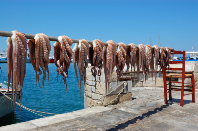 New york wants to ban octopus farming