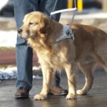 NJ bill would require employee training on service dog access rights