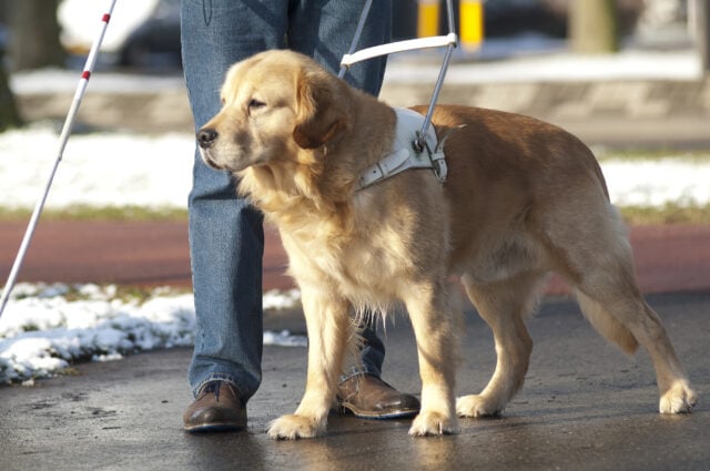 Nj bill would require employee training on service dog access rights