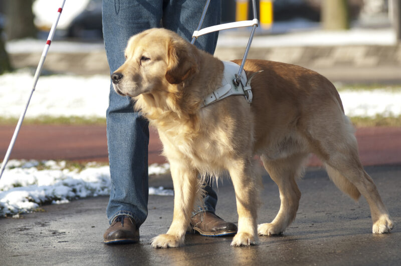 Nj bill would require employee training on service dog access rights