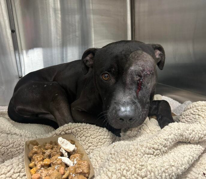 Newark Shelter Rescue Dog Smokey Recovering After Eye Removal Surgery