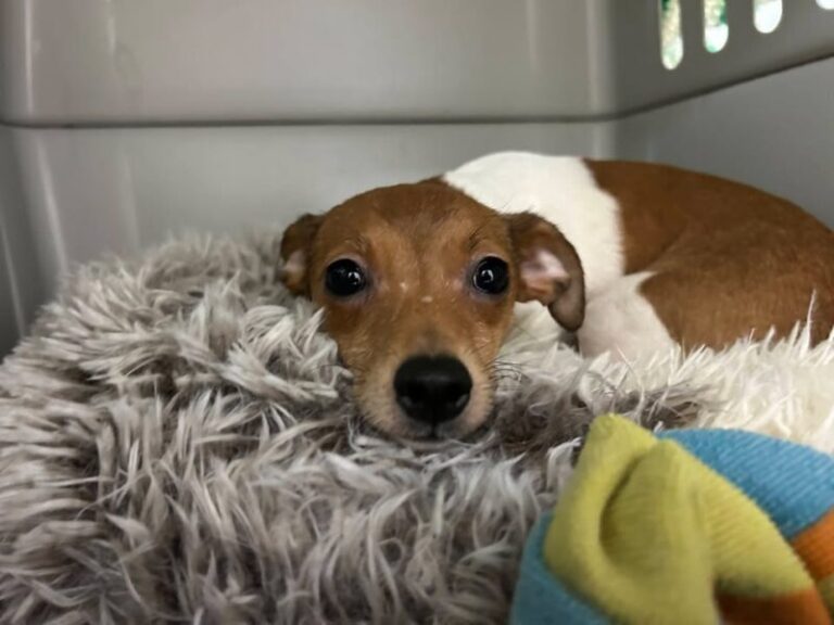 Three charged after dozens of dogs abandoned across Sussex County