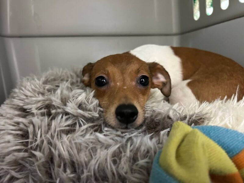 Three charged after dozens of dogs abandoned across sussex county
