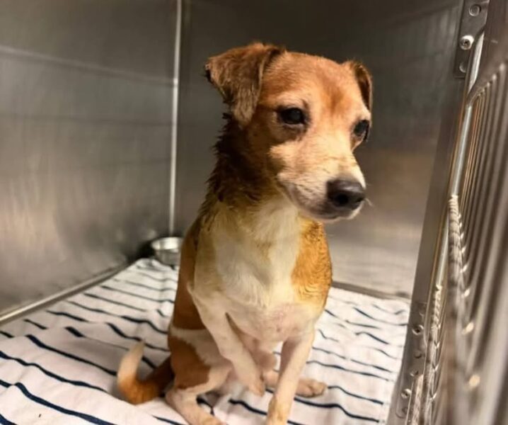 Three charged after dozens of dogs abandoned across sussex county