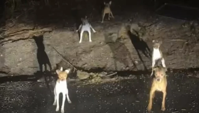 Three charged after dozens of dogs abandoned across sussex county