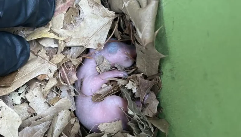 Baby squirrels reunited after nest found under Maryland solar panels Baby squirrels reunited after nest found under Maryland solar panels