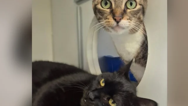 Bonded cats cucumber and pickles seek home together after owner’s death