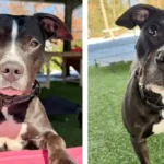 Playful pittie Coola looking for her forever home at Monmouth County SPCA