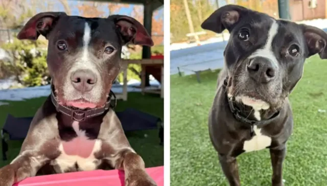 Playful pittie “coola” looking for her forever home at monmouth county spca