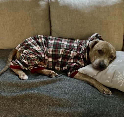 Senior dog melo seeks cat-free home as cuddly foster favorite in vineland