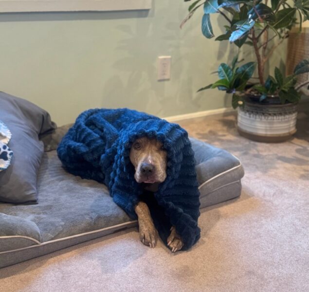 Senior dog melo seeks cat-free home as cuddly foster favorite in vineland