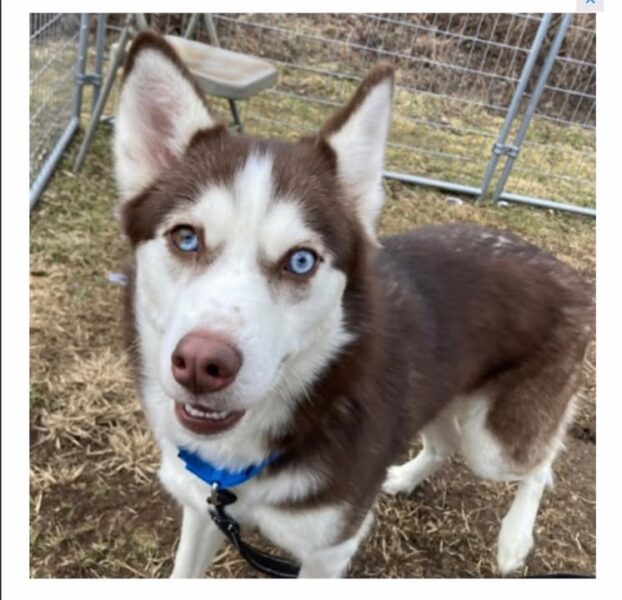 Schenectady police seek owners of two dogs found near state street