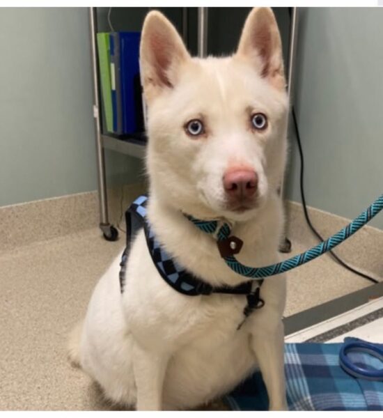 Schenectady police seek owners of two dogs found near state street