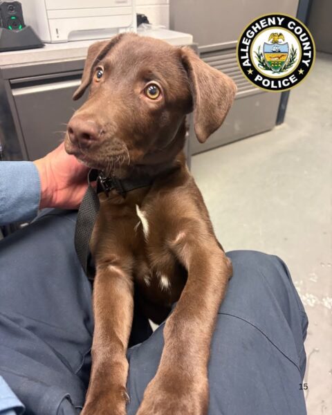 Man charged after abandoning dog at pittsburgh airport departure curb | photo licensed by shore news network. Man charged after abandoning dog at pittsburgh airport departure curb