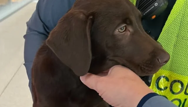 Man charged after abandoning dog at pittsburgh airport departure curb