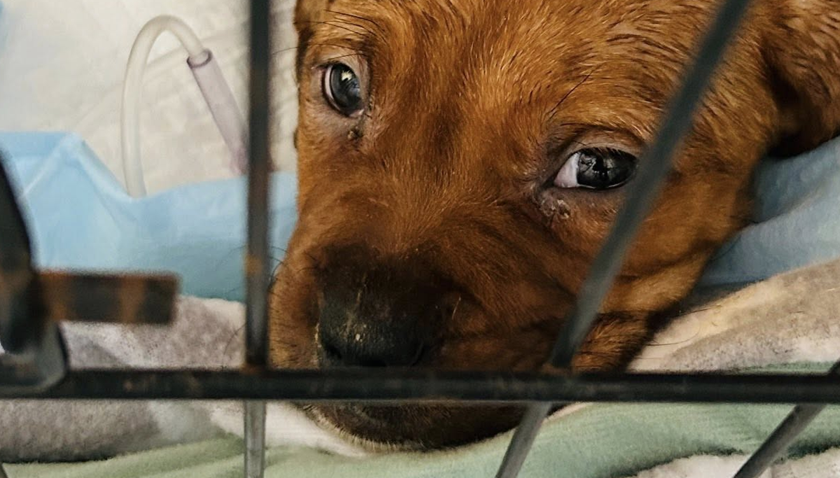 Newark shelter accused of parvo exposure after dog’s release, 5 puppies dead