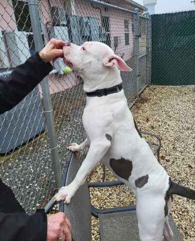 Energetic young dog hailey seeks active, cat-free home in ocean county
