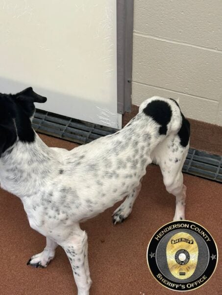 Couple Charged With Felony Animal Cruelty After Dogs Found Abandoned in Henderson County Home Couple Charged With Felony Animal Cruelty After Dogs Found Abandoned in Henderson County Home