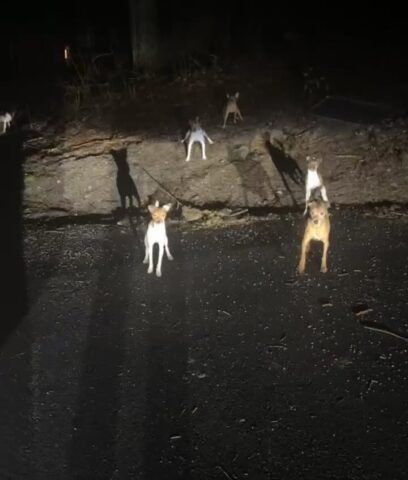 Dozens of small dogs abandoned in sussex county, some still missing