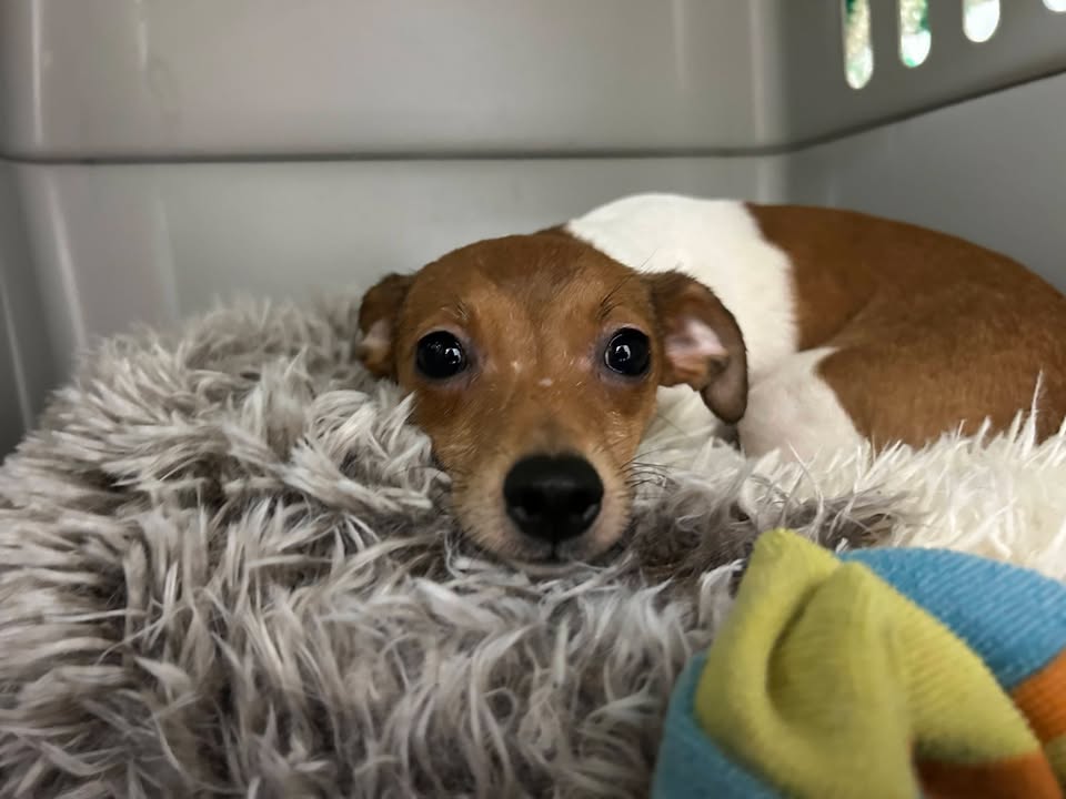 Judge Dismisses Lawsuit Accusing American Kennel Club of Enabling Decades of Abuse