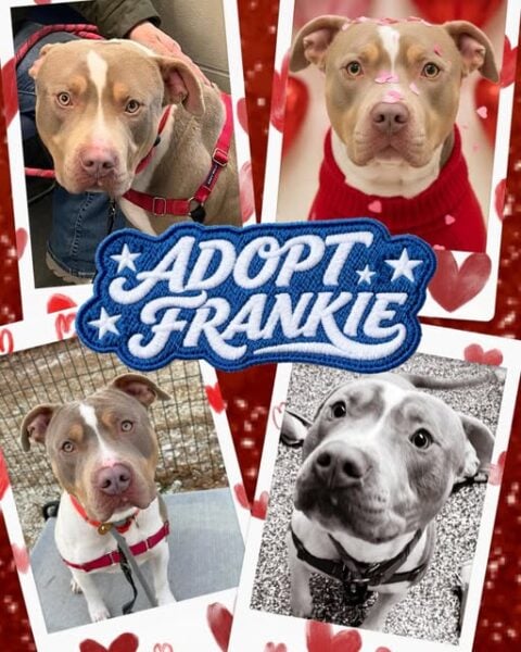 Heartbroken shelter dog Frankie still waiting months for someone to meet him Shore News Network Breaking News and Live Updates Across New Jersey New York and Pennsylvania
