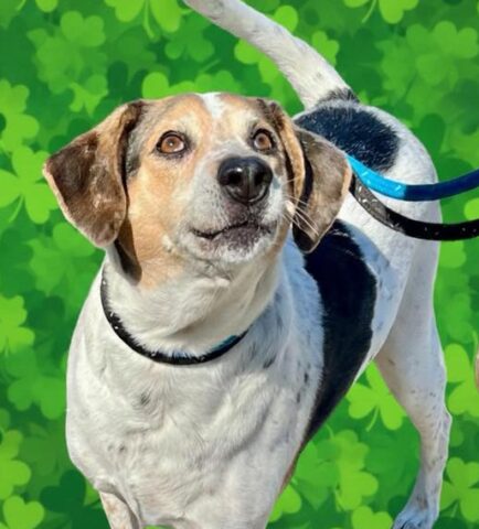 Jackson shelter pup gizmo is winning hearts and needs a home