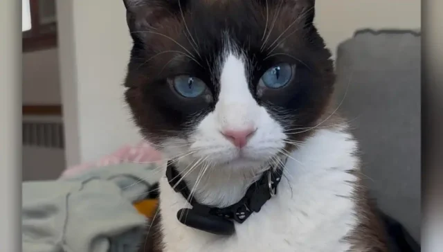 ‘grumpy cat’ look-alike cielo looking for a forever home in hudson county
