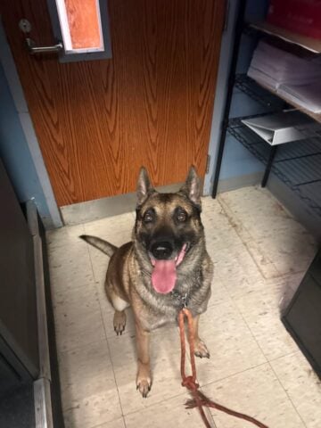 Robbinsville Police Searching for Owner of German Shepherd Found Near Lake Drive Shore News Network Breaking News and Live Updates Across New Jersey New York and Pennsylvania