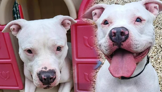 Abandoned dog haley found in manchester still waiting weeks for a home