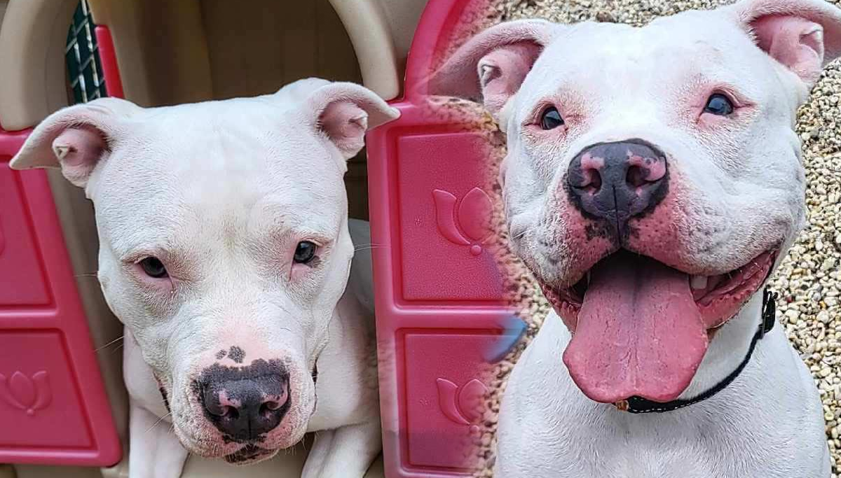 Abandoned dog Haley found in Manchester still waiting weeks for a home