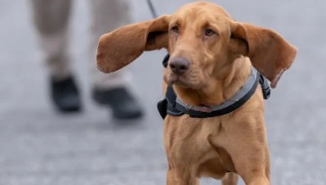 Hero cop recognized: ocean city k-9 tracks suspect across beach in burglary and assault arrest