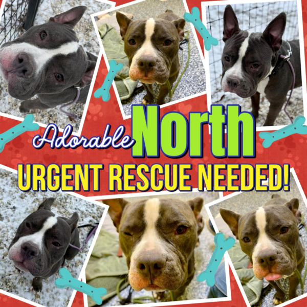 Sweet shelter dog North waits for rescue hero in Jackson