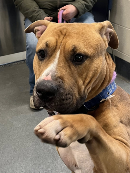 Shelter hopes loving home will step up for abandoned pup after heartbreaking surrender