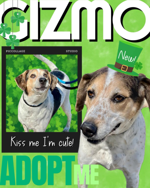 Jackson shelter pup gizmo is winning hearts and needs a home | photo licensed by shore news network. Jackson shelter pup gizmo is winning hearts and needs a home