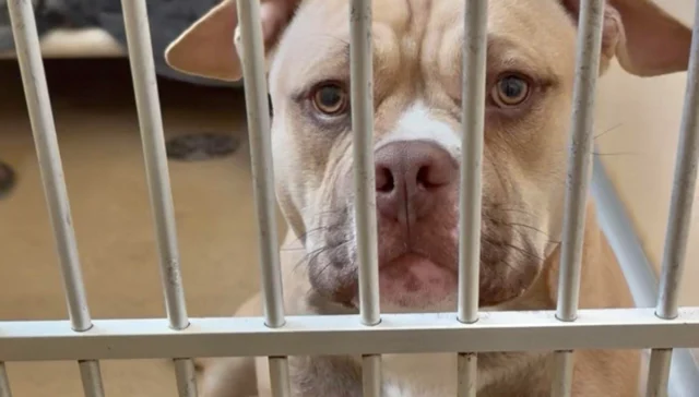 Dog stabbed in domestic dispute remains in shelter amid ongoing court case