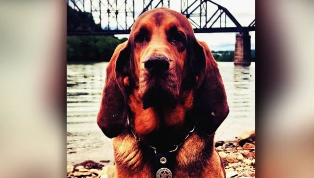 K-9 hero tracks missing 14-year-old girl through woods to fairview park