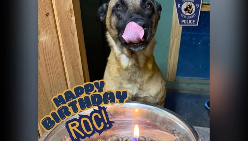 K-9 roc celebrates 7th birthday while continuing patrol service with manchester police