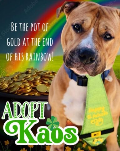 This gentle giant in jackson just wants one person to love him