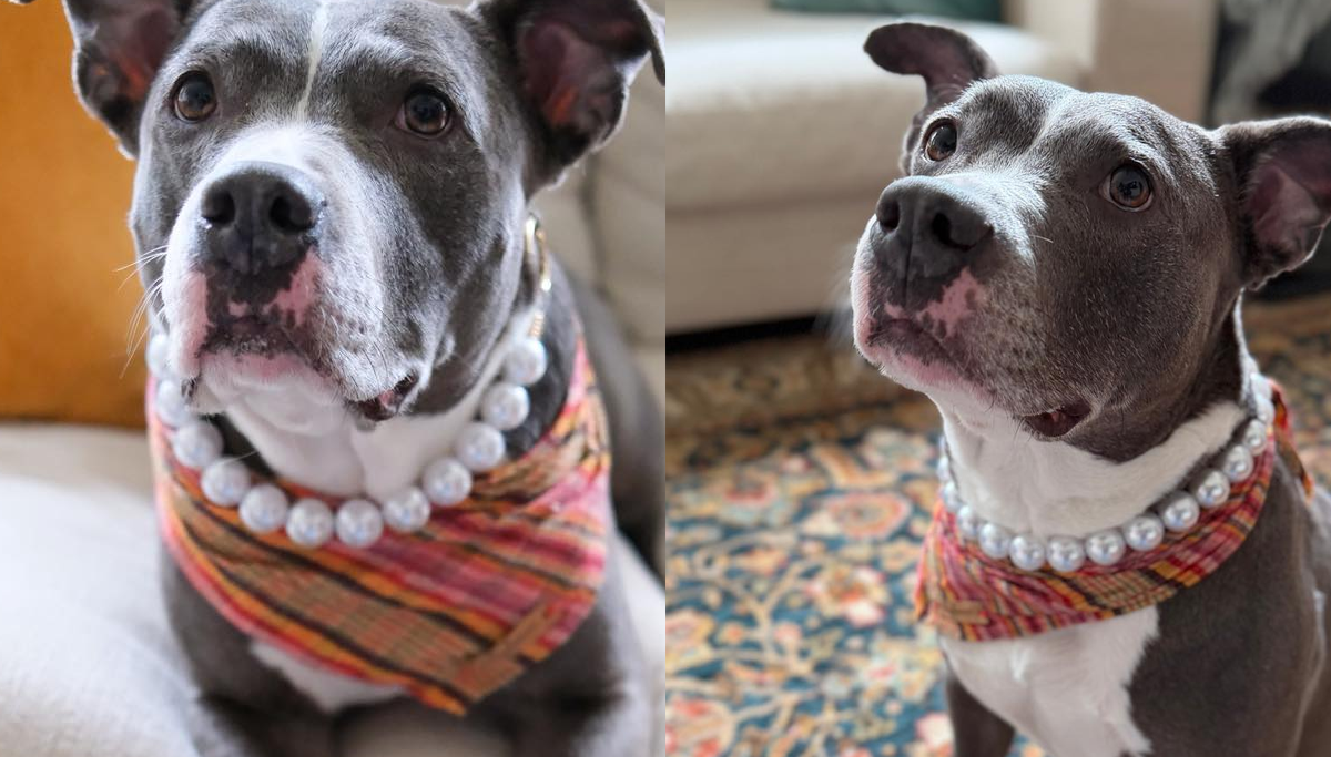 Lola the rescue dog seeks home as foster plea highlights overlooked pets