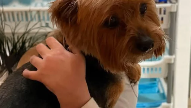 Lost dog reported in asbury park near sewall avenue and ridge intersection